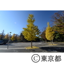 代々木公園の紅葉