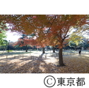 代々木公園の紅葉