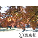 代々木公園の紅葉