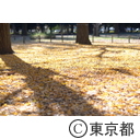 代々木公園の紅葉