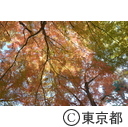代々木公園の紅葉