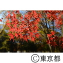 代々木公園の紅葉