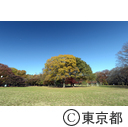 代々木公園の紅葉
