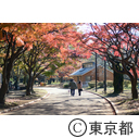 代々木公園の紅葉