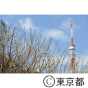 芝公園の梅