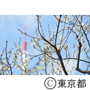 芝公園の梅