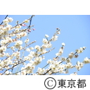 芝公園の梅
