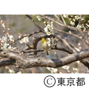芝公園の梅