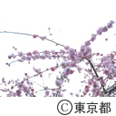 牛天神北野神社の梅