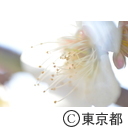芝公園の梅