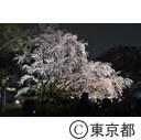 六義園しだれ桜