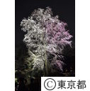 六義園しだれ桜