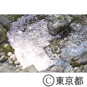 都内の桜