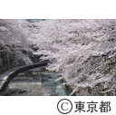 都内の桜