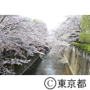 都内の桜