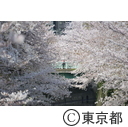 都内の桜