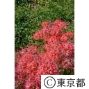 神代植物公園