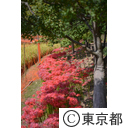 神代植物公園