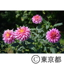 神代植物公園