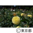 神代植物公園