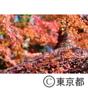 小石川後楽園の紅葉