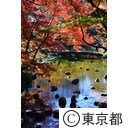 小石川後楽園の紅葉