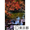小石川後楽園の紅葉