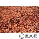 小石川後楽園の紅葉