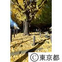 明治神宮外苑の紅葉