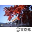旧岩崎邸庭園の紅葉