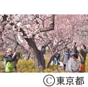 羽根木公園の梅