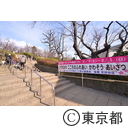 羽根木公園の梅