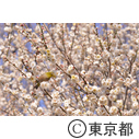 羽根木公園の梅