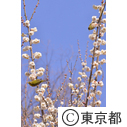 羽根木公園の梅
