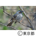 清瀬金山緑地公園