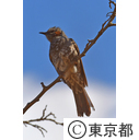 清瀬金山緑地公園