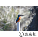清瀬金山緑地公園