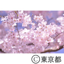 新宿中央公園の桜