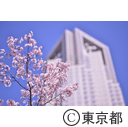 新宿中央公園の桜