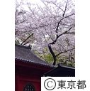 芝増上寺の桜