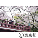 芝増上寺の桜