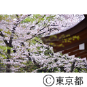 芝増上寺の桜