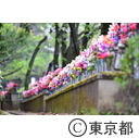 芝増上寺の桜