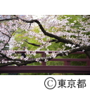 芝増上寺の桜