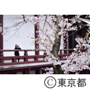 芝増上寺の桜
