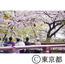 芝増上寺の桜
