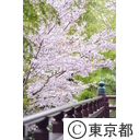 芝増上寺の桜
