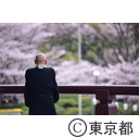芝増上寺の桜