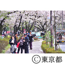 芝増上寺の桜