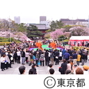 芝増上寺の桜